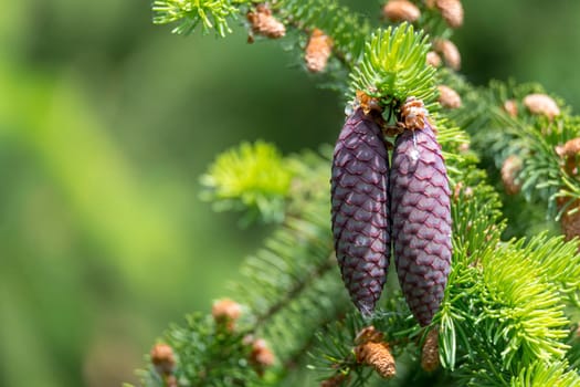 Young pine cones / spruce cones against a blurred green background with text space