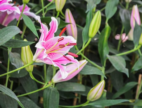 Pink Oriental lily flower blooming in the garden