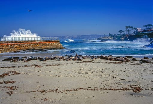 Pacific Coast with seal beach  in La Jolla, California