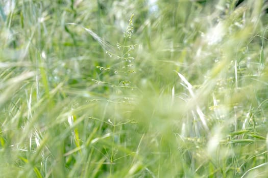Single flowering blade of grass in front of bright fuzzy green grass
