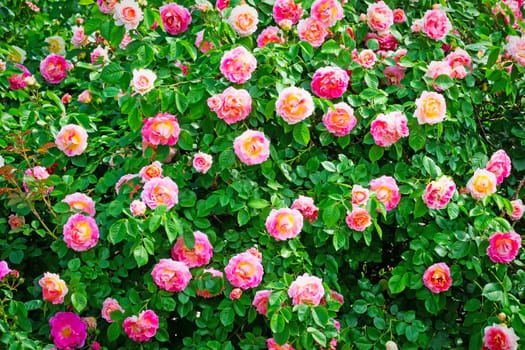 Roses,noble roses on the shrub in spring