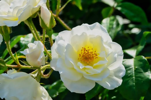 Roses,noble roses on the shrub in spring