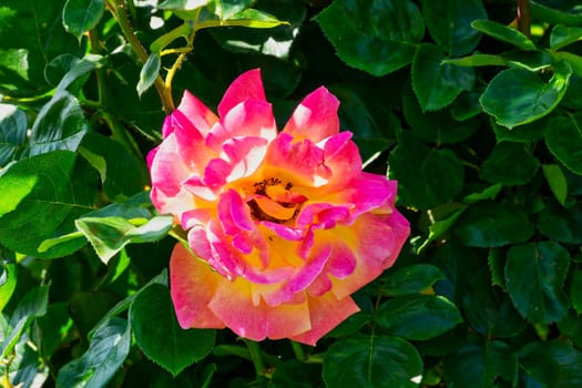 Roses,noble roses on the shrub in spring