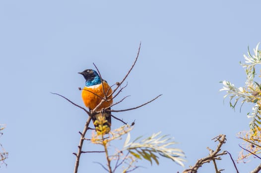 Superb Starling in the savannah grassland of the amboseli in Kenya