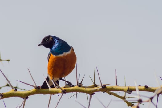 Superb Starling with naughty look on a branch in the savannah of the amboseli in Kenya