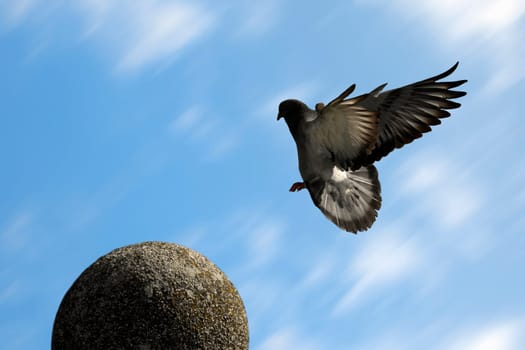 The dove or pigeon is flying on the sphere statue on blue sky background.