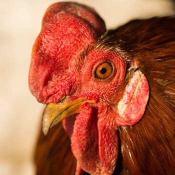 Animal portrait of red rooster, close-up, farm animal, poultry.