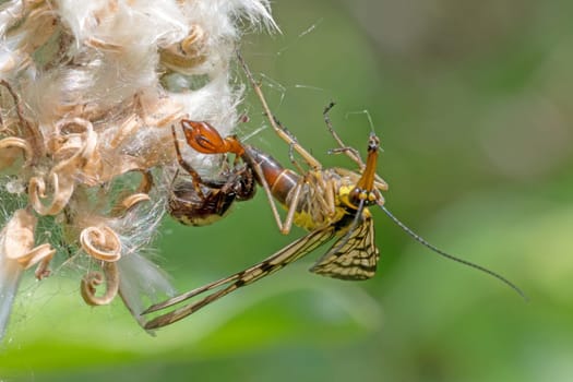 Spider sits on a flower and eats a common scorpion fly.