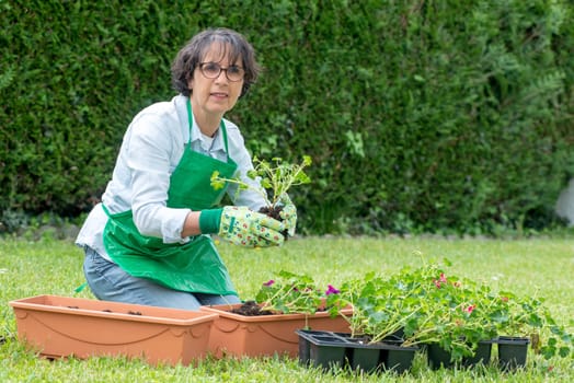 woman potting geranium flowers, outdoors