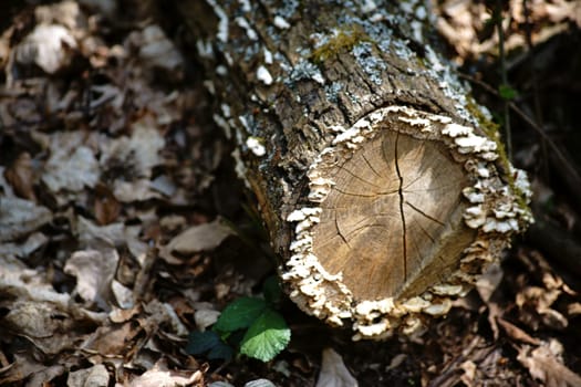 A decaying tree stump on the forest floor on which tree fungi grow.