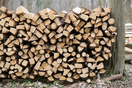 Pile of wood in the forest