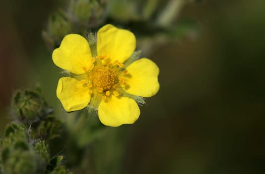 Macro Spring Fingerwort Potentilla neumanniana