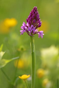 Spitzorchis Anacamptis pyramidalis from the Liliental near Ihringen