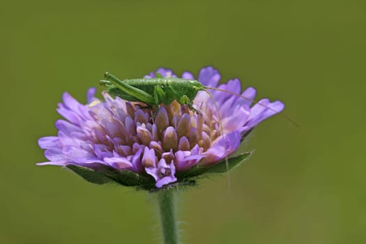 Young hay horse on field widow's flower Knautia arvensis