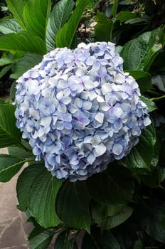 Hydrangea macrophylla blue color blossom delicate flower closeup day