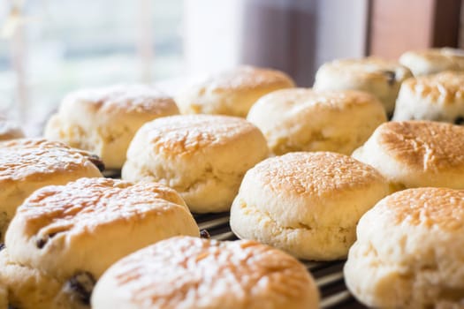 Homemade fresh classic scone for sale, stock photo