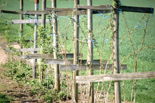Cross-shaped wooden supports support a raspberry bush.