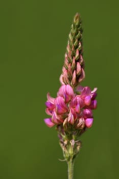 Macro Seed Esparsette Onobrychis viciifolia