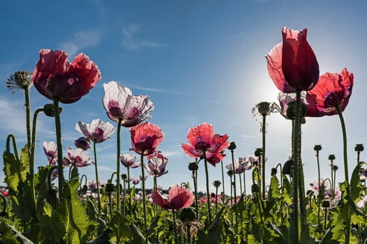 Flowering opium poppy (Papaver somniferum),Lower Austria,Austria