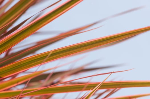 Red edged Dracaena Marginata leaves with blue sky background