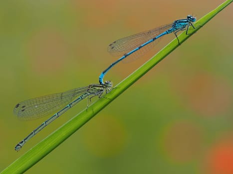 Horseshoe-Azure Maiden Pair