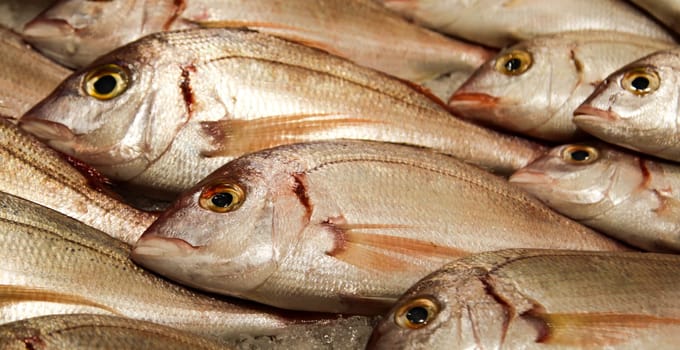 Fish on ice
