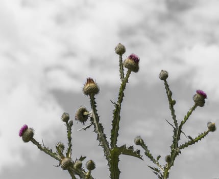 The milk thistle (Silybum marianum) blooming in front of a blue sky