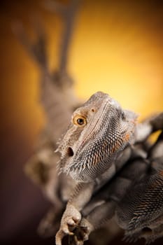 Lizard, Agama, Antlers, dragon and skull