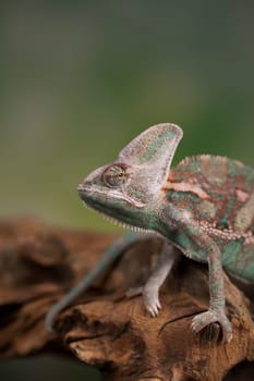 Green chameleon,lizard on green background