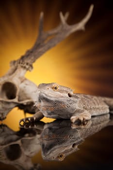 Skull, Lizard, Agama, Antlers, dragon and skull