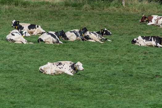 Cows of a dairy grazing on fields of a farm.