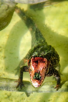 Young crocodiles,alligators,alligators