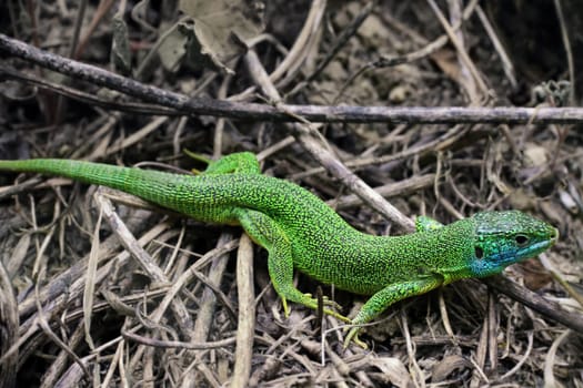 Males of the emerald lizard Lacerta viridis from Eichgasse near Bickensohl