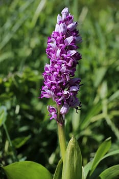 Flowering Helmknabenkraut Orchis militaris from the Liliental near Ihringen in the Kaiserstuhl