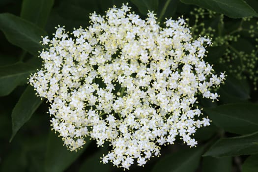 Inflorescence of the elderberry bush Sambucus nigra