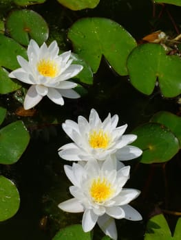 Waterlily flower