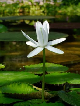 Waterlily flower