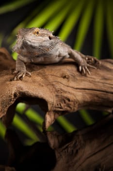 Agama bearded on black background, reptile