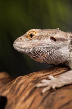 Pet, lizard Bearded Dragon on black background