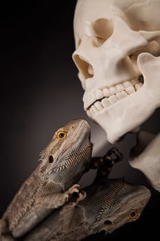 Lizard, skull on black mirror background