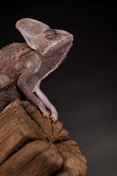 Green chameleon on the root, lizard, black background