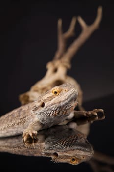 Skull, Lizard, Agama, Antlers, dragon and skull