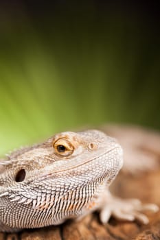 Agama bearded on black background, reptile