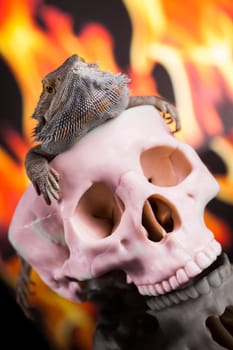 Lizard, Fire agama on black mirror background