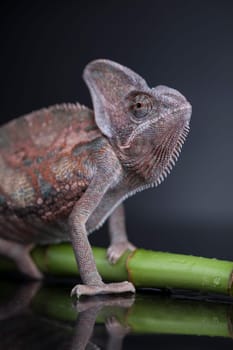 Green chameleon on bamboo, lizard background