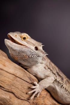 Lizard, Agama, small dragon, mirror background