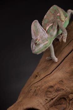 Green chameleon on the root, lizard, black background