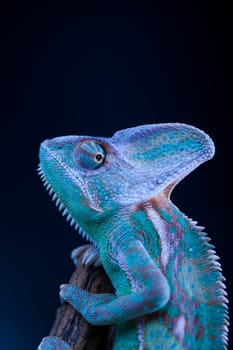 Green chameleon, lizard background