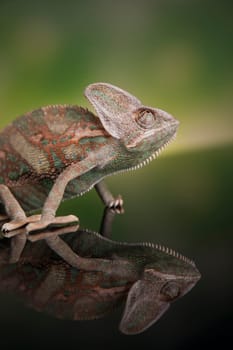 Chameleon on green background