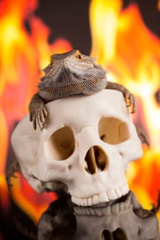 Lizard, Fire agama on black mirror background
